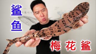 試吃梅花鯊，一口氣拿下8條，差點就翻車了