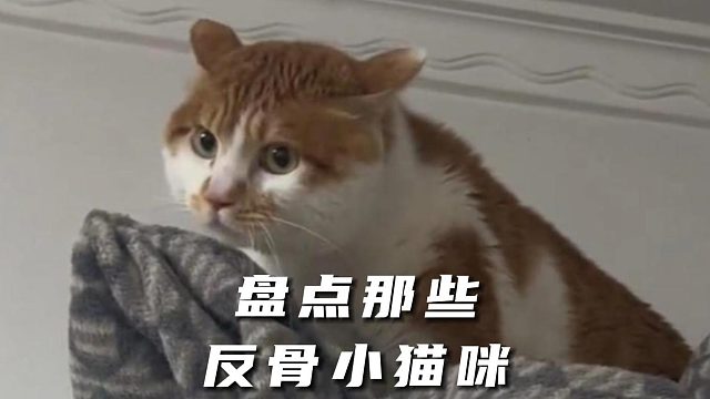 十斤的小猫咪有九斤反骨