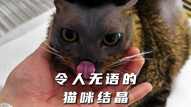 猫咪的爱情结晶，丑瞎了我的眼睛