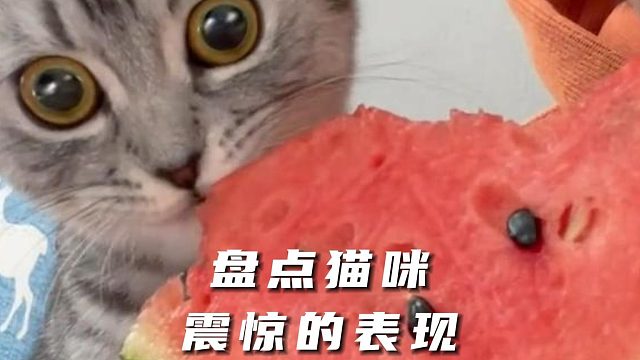 盘点猫咪震惊的表现，小表情太可爱了