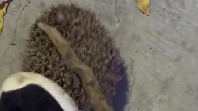 这叫什么这也能长在刺猬生身咋长上去的