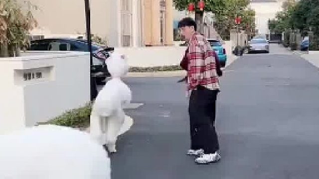 和羊驼斗智斗勇