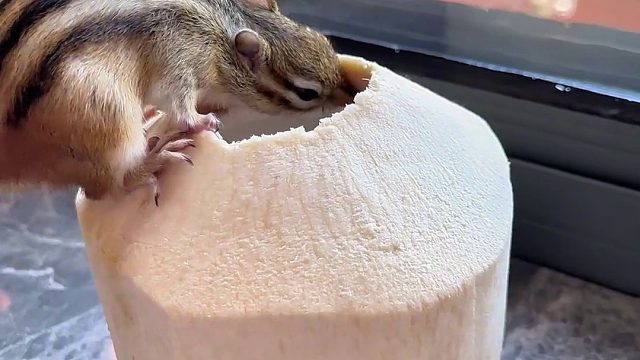 嘿嘿，活捉一只椰香味的小普洱