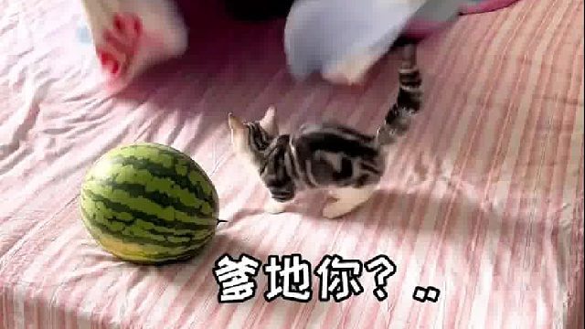 和小松鼠一起玩耍吧！