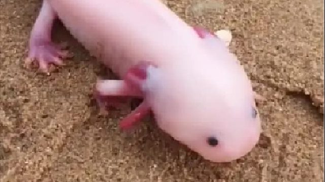 户外赶海抓海鲜