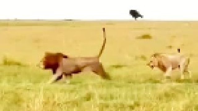 雄狮被母狮驱逐？