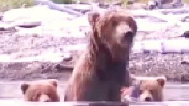 熊妈妈带着小熊觅食！