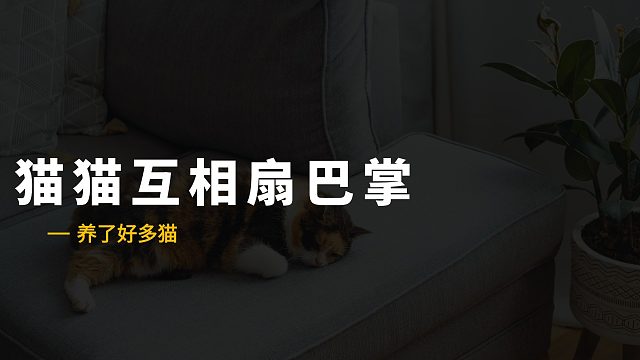 两只保姆猫，因为看孩子发生了分歧
