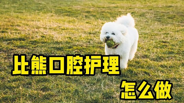 为了比熊的健康，口腔护理一定要跟上