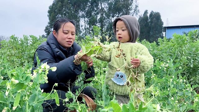 农村老公不在身边，媳妇带娃摘豌豆，看看儿子表现如何