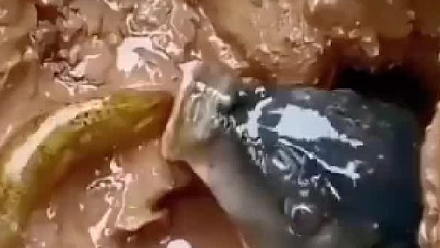 黄鳝遇到鲤鱼