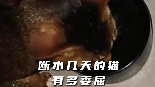 猫猫我呀，差点就这么交代了