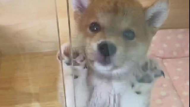 餐前礼仪训练，必要的