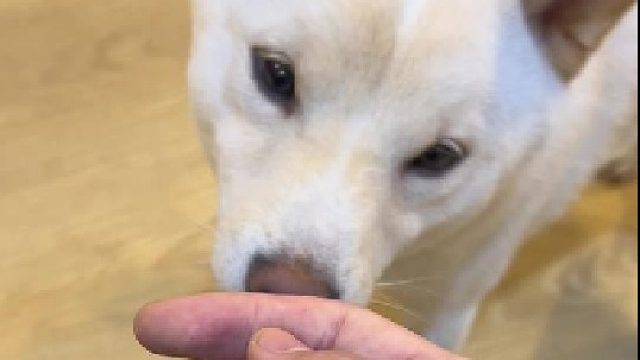 发电机与灭蚊拍，还挺好的