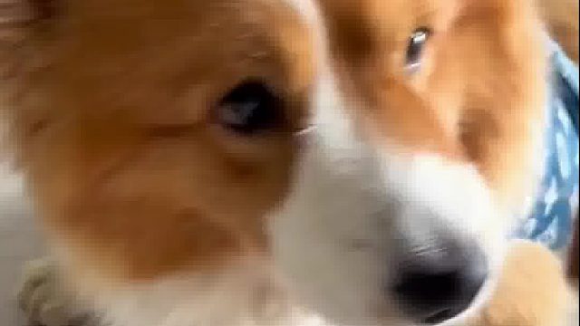 欺负小狗就是开心