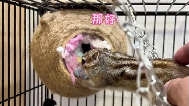 回家路上捡到一个大桃子，带给小普洱吃