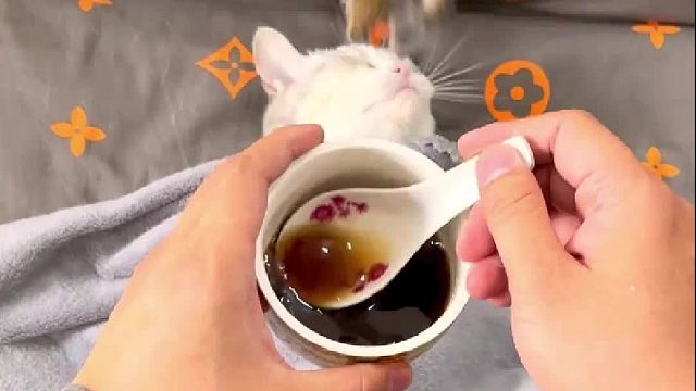 家里稳不稳松鼠说了算！ 不愧是小普洱大哥