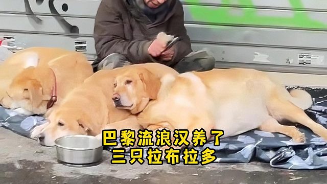 骨瘦嶙峋的流浪汉，以及猪圆玉润的拉布拉多