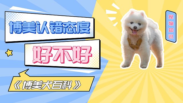 博美犯错后，认错态度好不好？