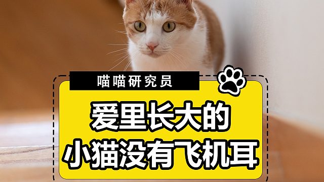 原来在爱里长大的小猫，是没有飞机耳的