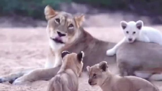 母狮居家带娃！