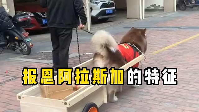 报恩阿拉斯加的特征，希望你家狗都有！
