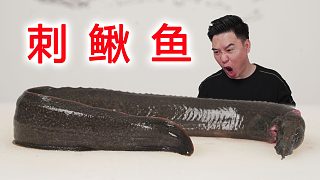 95%的人都未見過的刺鰍魚，連海王我都是第一次見