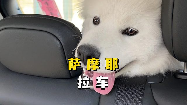 萨摩耶拉车，这速度也太快了吧！