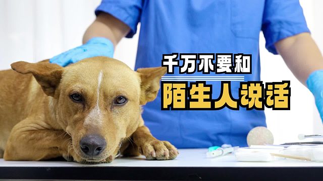 狗：再也不会相信任何人类了