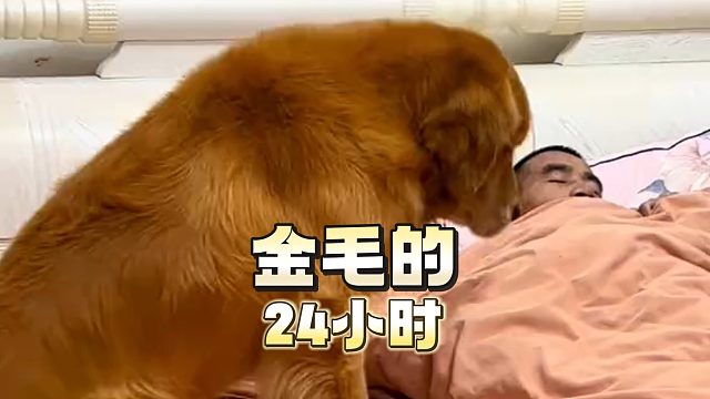 金毛的24 小时，都是怎么度过的呢？