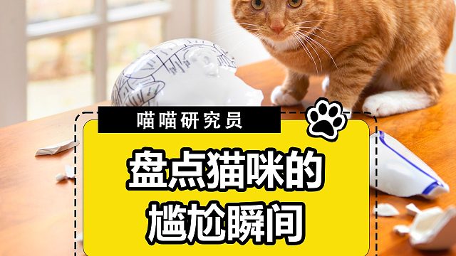 盘点猫咪尴尬的瞬间！