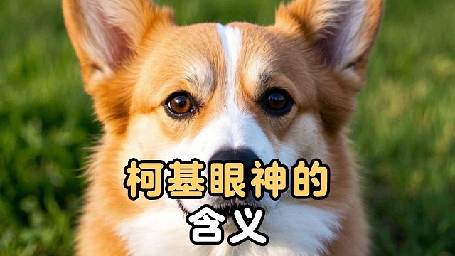 柯基眼神的含义，你都知道吗