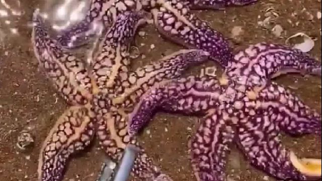 户外赶海抓海鲜