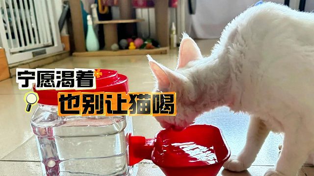 宁愿渴着也别让猫喝？这些东西危害可不小