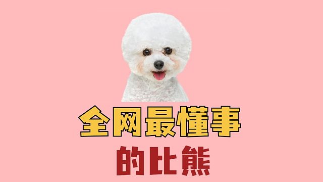 全网最懂事的比熊，乖的让人心疼！