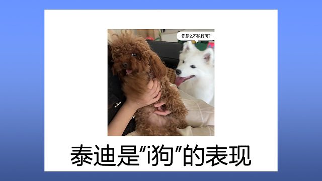 泰迪中的“i狗”，是怎样的？