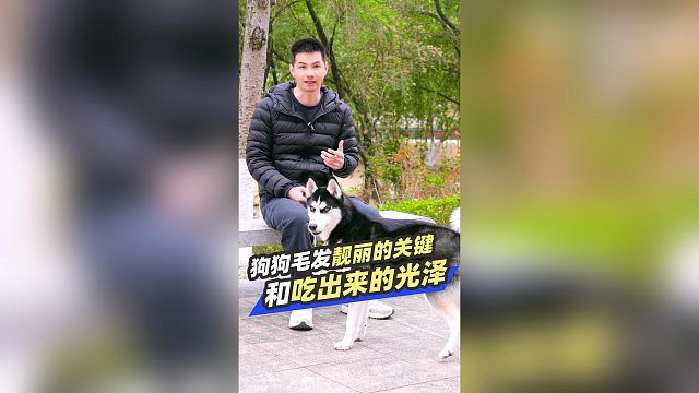 狗狗毛发，靓丽的关键和吃出来的光泽