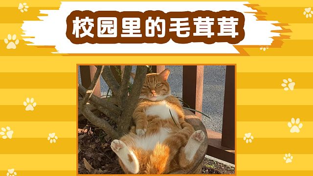 校园里的毛茸茸