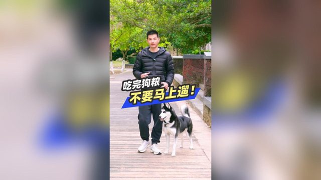 狗狗吃完狗粮，不要马上遛