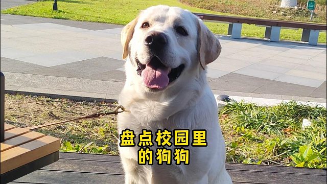 盘点校园里的狗狗学长