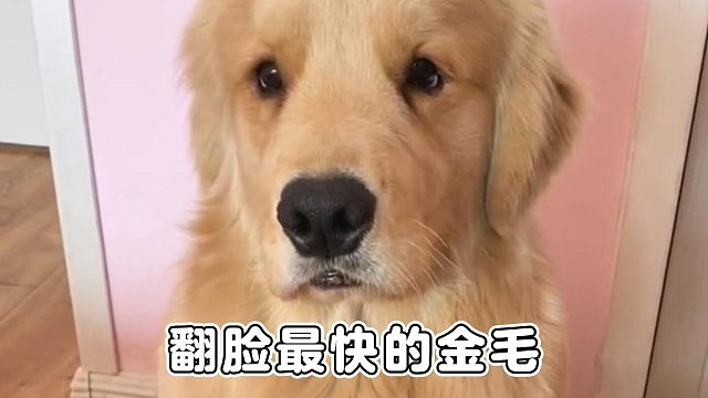 最有心机的金毛，翻脸比翻书还快