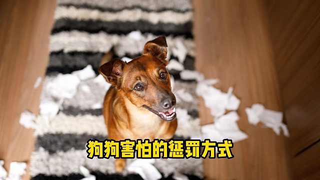 狗狗害怕的惩罚方式，它都开始瑟瑟发抖了