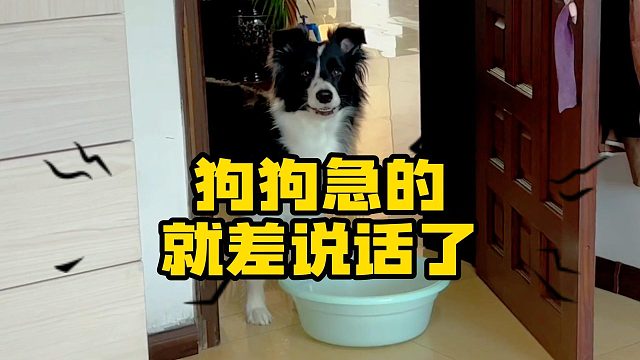 狗不嫌家贫，但嫌你脚臭！