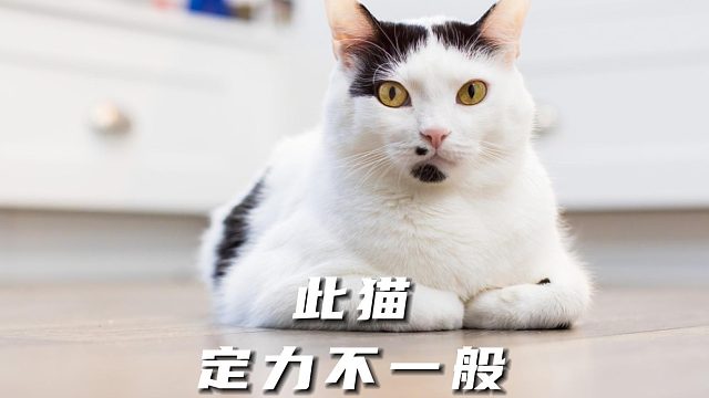 小猫不语，只是一味地等待