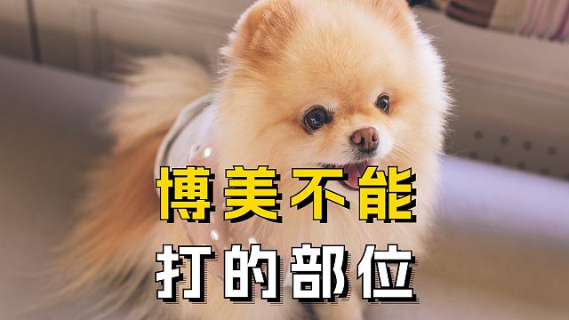 博美再调皮捣蛋，这 4 个部位也千万别打