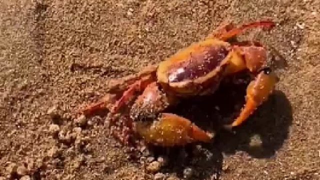 赶海赶海赶海啦