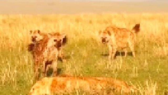 母狮捕猎身受重伤！