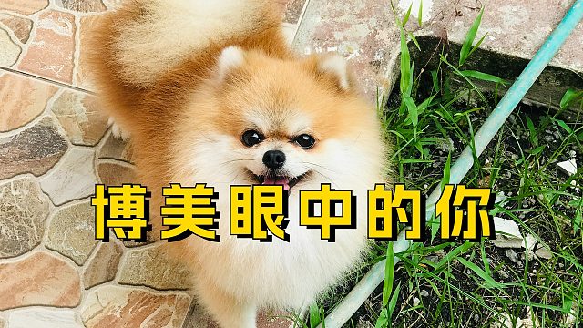 博美眼中的你是啥样？你肯定想不到