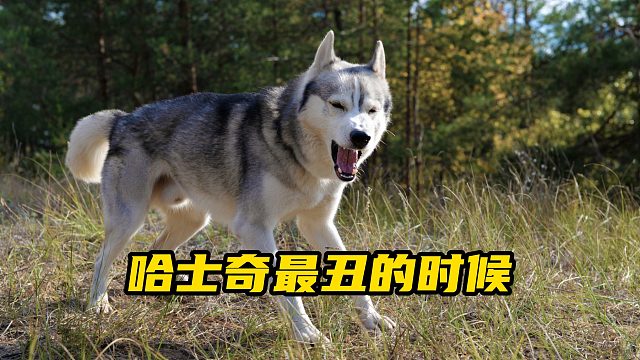 哈士奇颜值崩塌的样子，太好笑了！