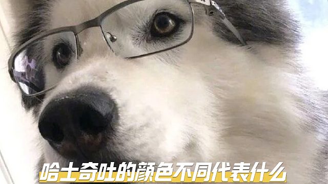 哈士奇吐的颜色不同，代表着什么？